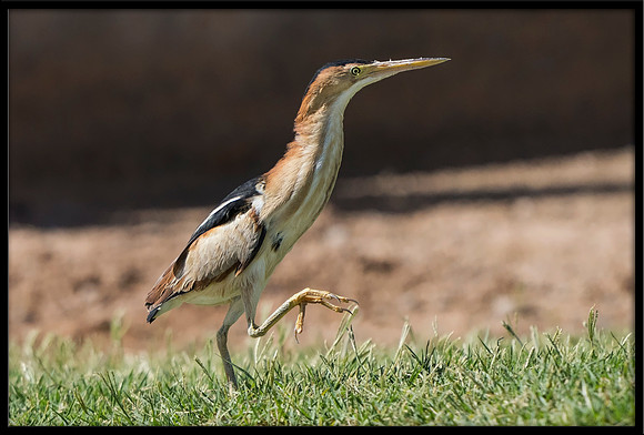 Least Bittern