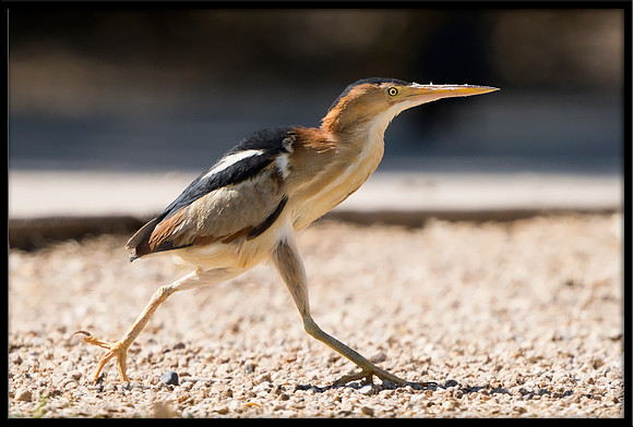 Least Bittern