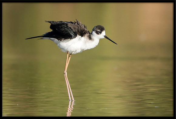 Black-necked Stilt Chick, 08/11/2020