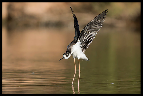 Black-necked Stilt Chick, 08/11/2020