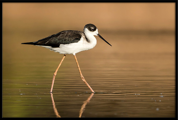 Black-necked Stilt Chick, 08/11/2020