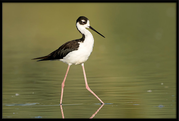 Black-necked Stilt Chick, 08/11/2020