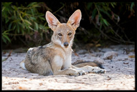 Coyote pup