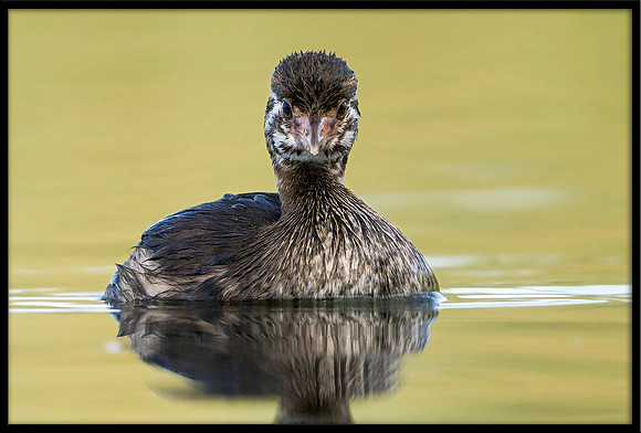 Pied-billed Grebe