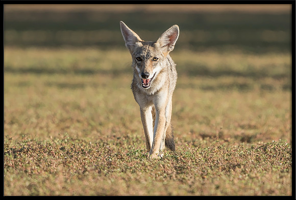 Coyote
