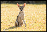 Coyote pup