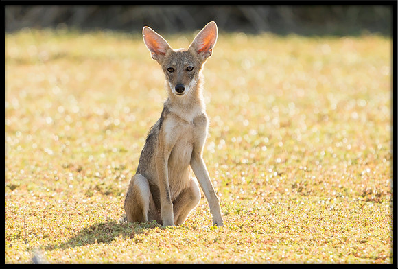 Coyote pup