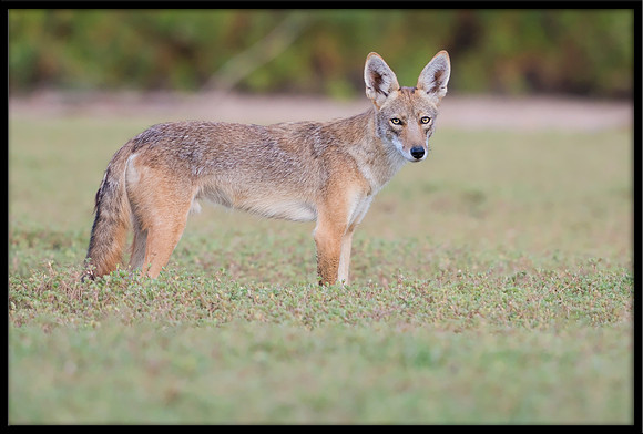 Coyote