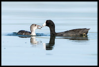Coot Feeding Young