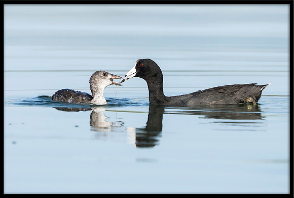 Coot Feeding Young
