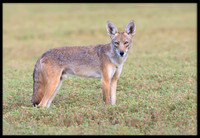 Coyote