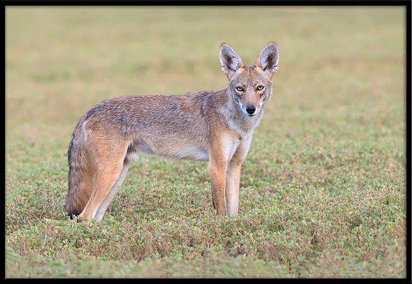 Coyote