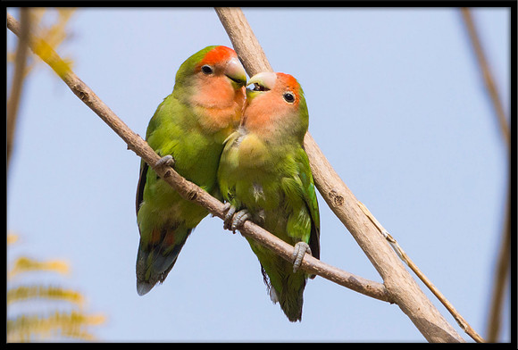 Rosy-cheeked Lovebirds