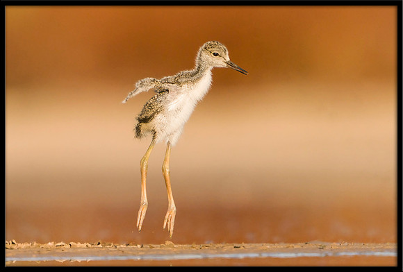 Black-necked Stilt chick