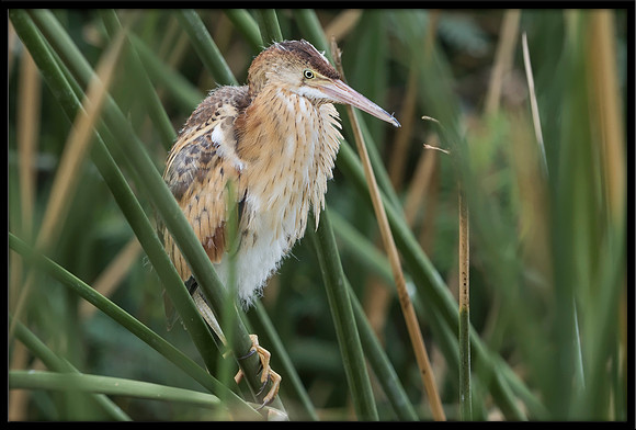 Least Bittern