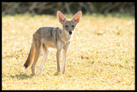 Coyote pup