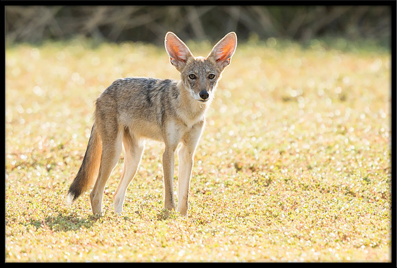 Coyote pup