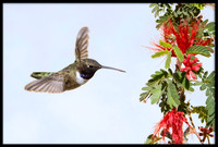 Black-chinned Hummingbird