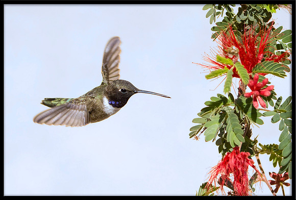 Black-chinned Hummingbird