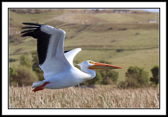 White Pelican