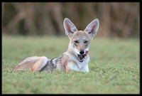 Coyote pup
