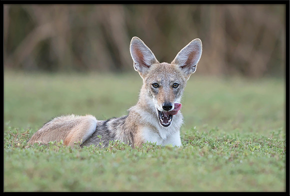 Coyote pup