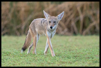 Coyote pup