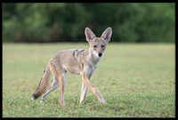 Coyote pup