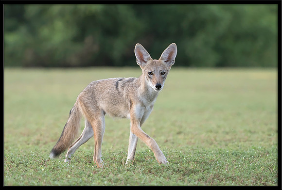 Coyote pup