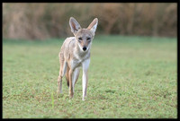 Coyote pup