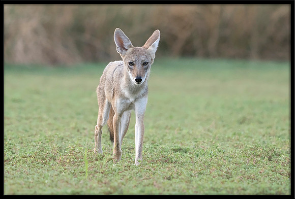 Coyote pup