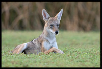 Coyote pup