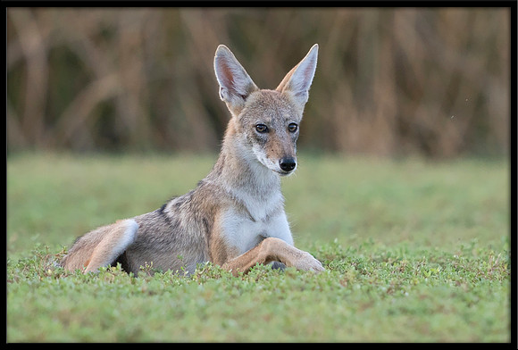 Coyote pup
