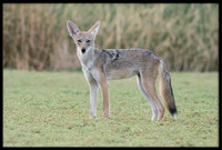 Coyote pup