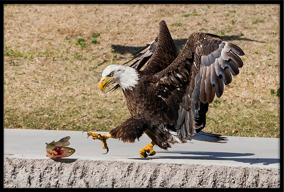 Bald Eagle