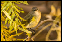 American Redstart (female)