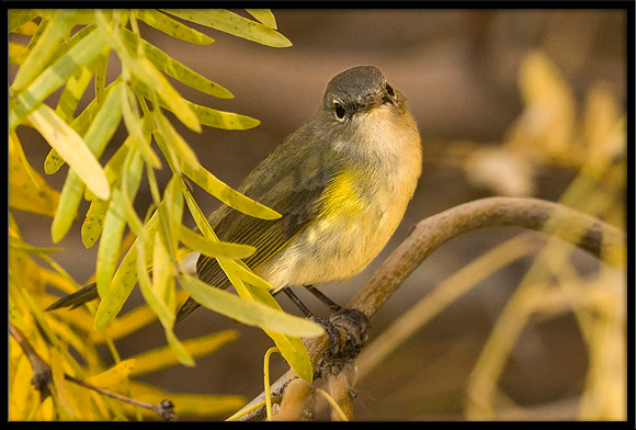 American Redstart (female)
