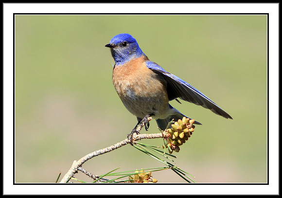 Western Bluebird