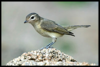 Warbling Vireo
