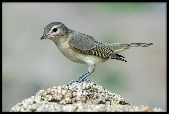 Warbling Vireo