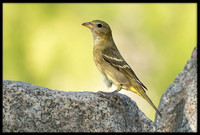 Western Tanager