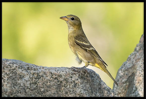 Western Tanager