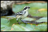 Black-throated Grey Warbler (f)