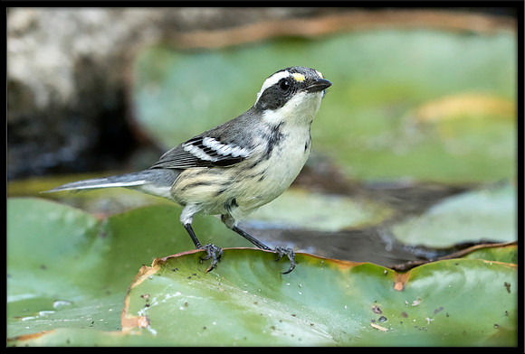 Black-throated Grey Warbler (f)