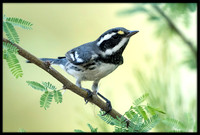 Black-throated Grey Warbler (m)