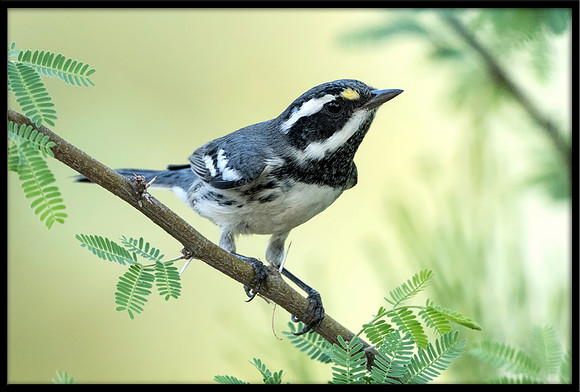 Black-throated Grey Warbler (m)