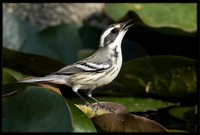 Black-throated Grey Warbler (f)