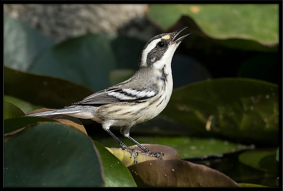 Black-throated Grey Warbler (f)