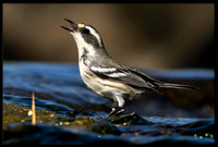 Black-throated Grey Warbler (f)