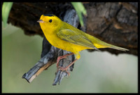 Wilson's Warbler